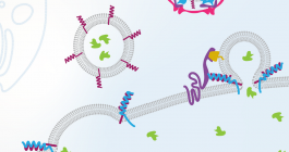 The course image for 7.06.1x Cell Biology: Transport and Signaling illustrates the process of intracellular vesicle trafficking.