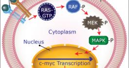 introductory biology online course
