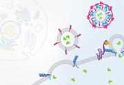 Cell Biology: Transport and Signaling