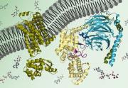 Biochemistry: Biomolecules, Methods, and Mechanisms