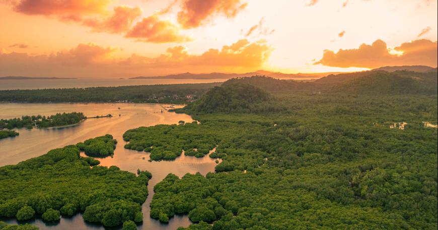 Photo of the flooded Amazon rainforest at sunset time. Located Negro River, Amazonas, Brazil.