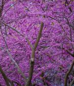 2022 MIT Teaching With Digital Technology Awards