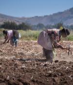Women working on South American farm